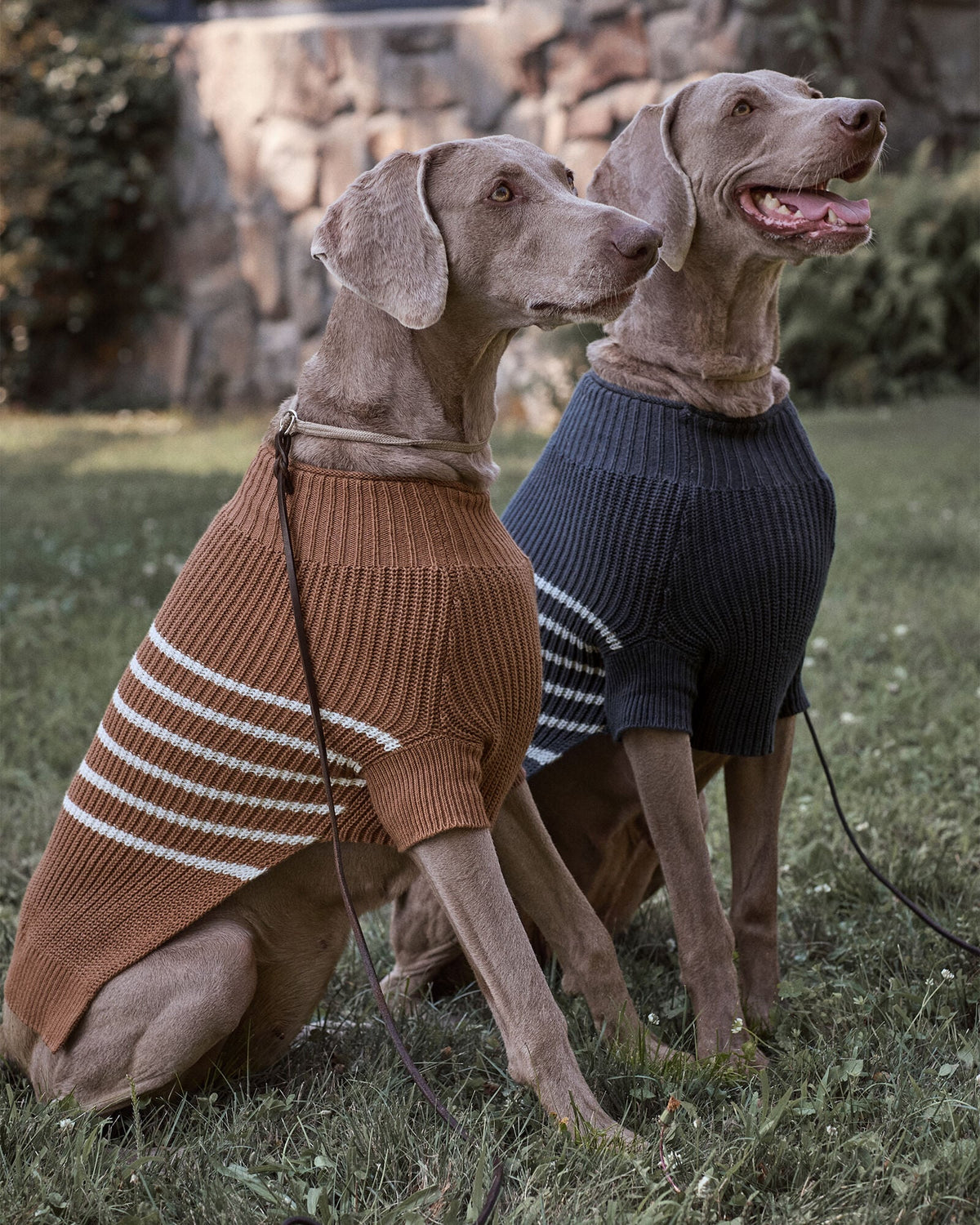 ORGANIC COTTON STRIPED DOG SWEATER | Talbots